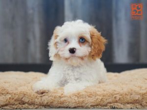 Nani Cavapoo