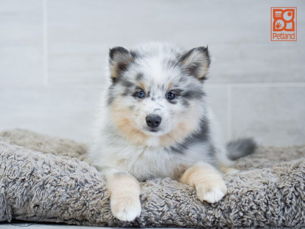Pomsky Image #1