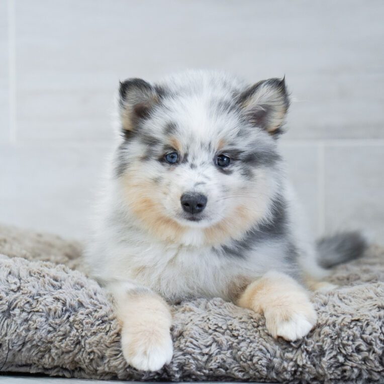 Chai Pomsky