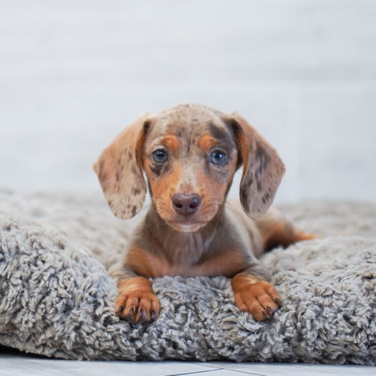Charlie Dachshund