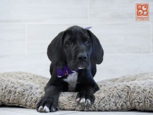 Chip Great Dane
