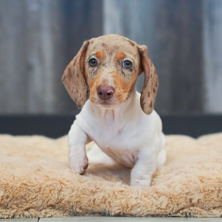 Minnie Dachshund