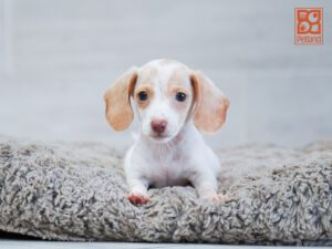 Duke Dachshund