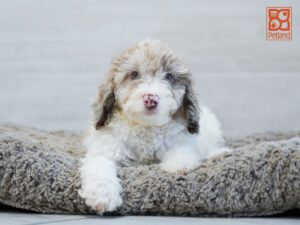 Elsa Goldendoodle