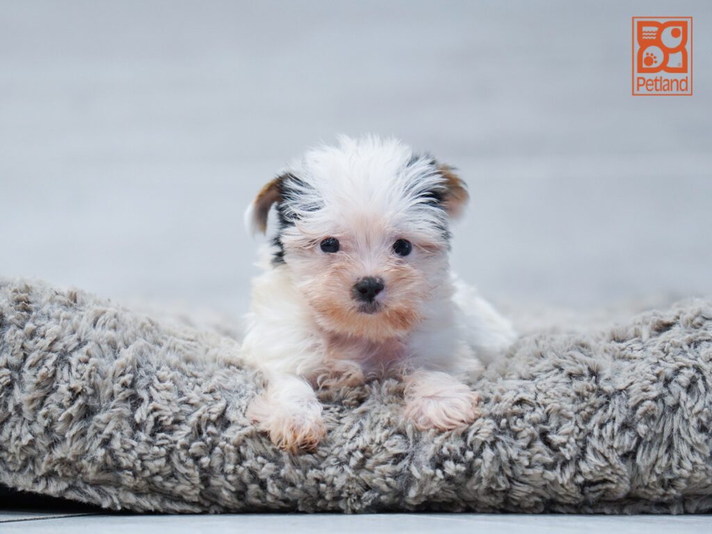 Yorkshire Terrier Image #1