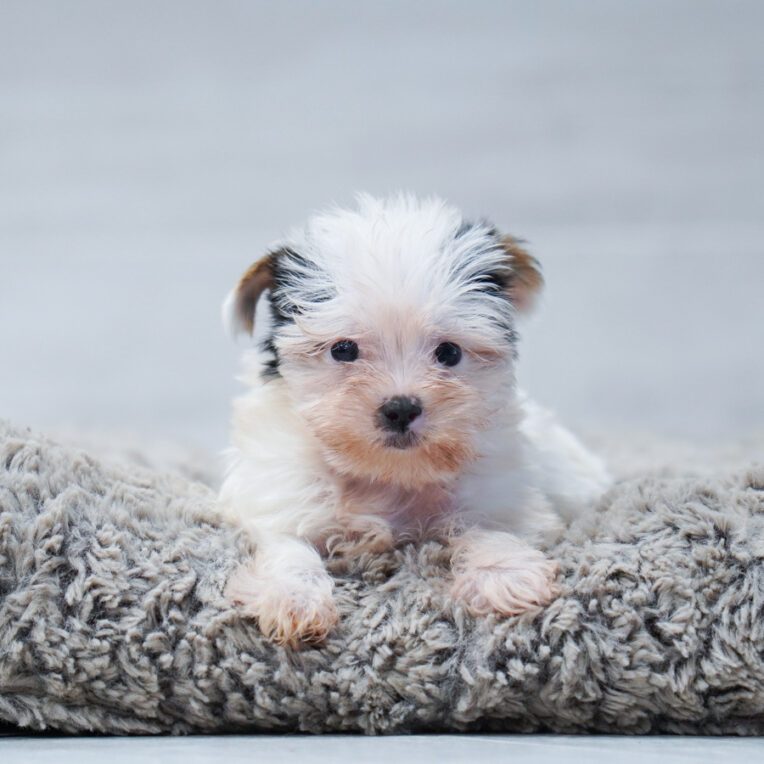 Flounder Yorkshire Terrier