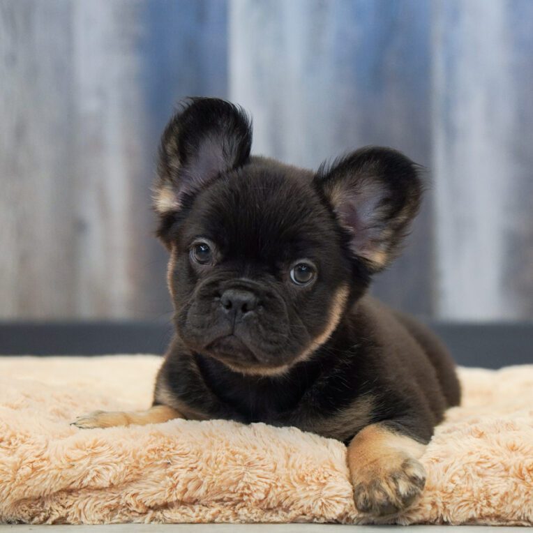 Nala French Bulldog