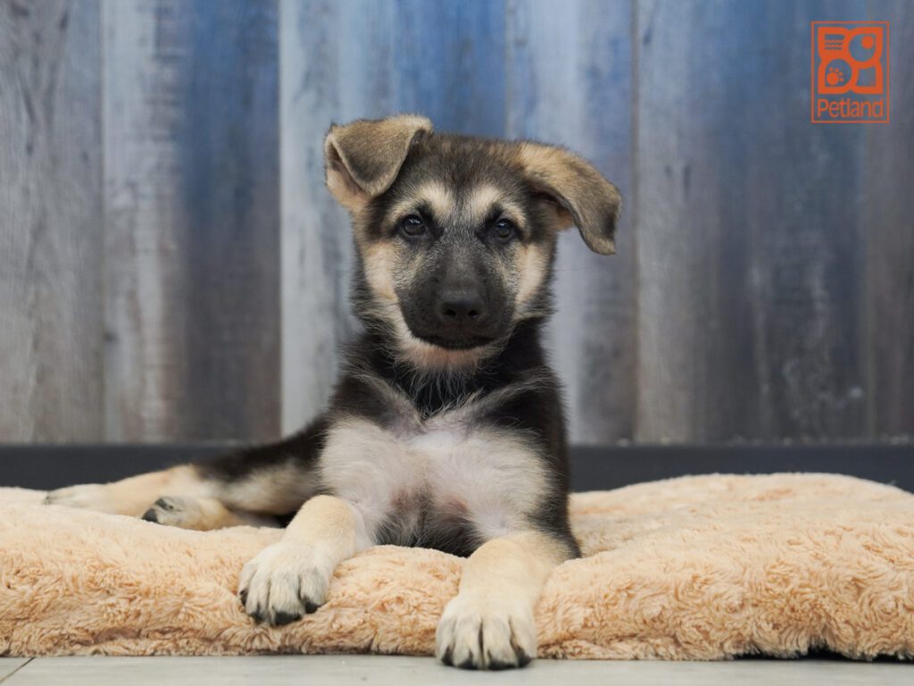 German Shepherd Image #1