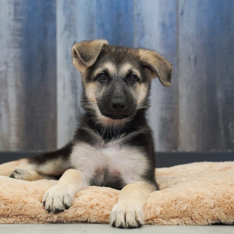 Knight German Shepherd Dog