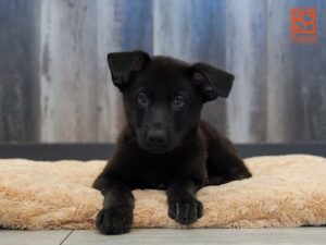 Kaia German Shepherd Dog