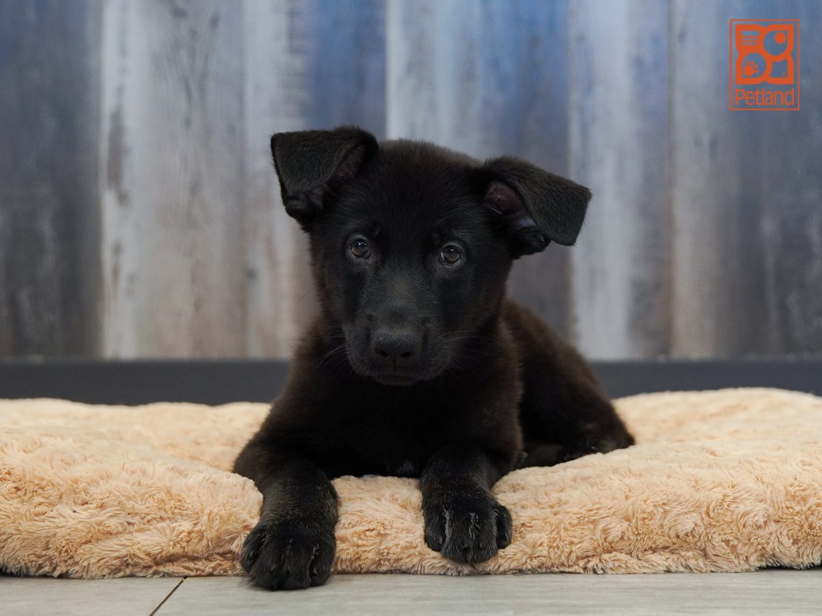 German Shepherd Image #1