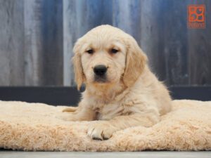 Anna Golden Retriever