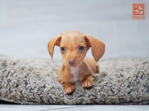 Hercules Dachshund