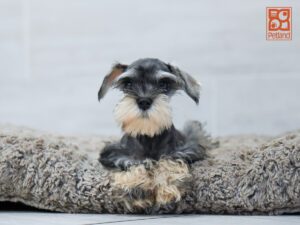 Lina Miniature Schnauzer