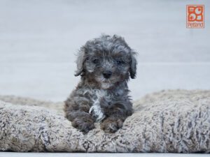 Linden Poodle