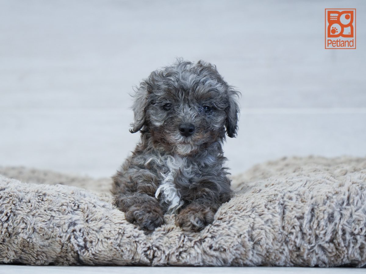 Poodle Image #1