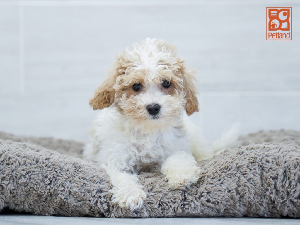 Bichonpoo Image #1