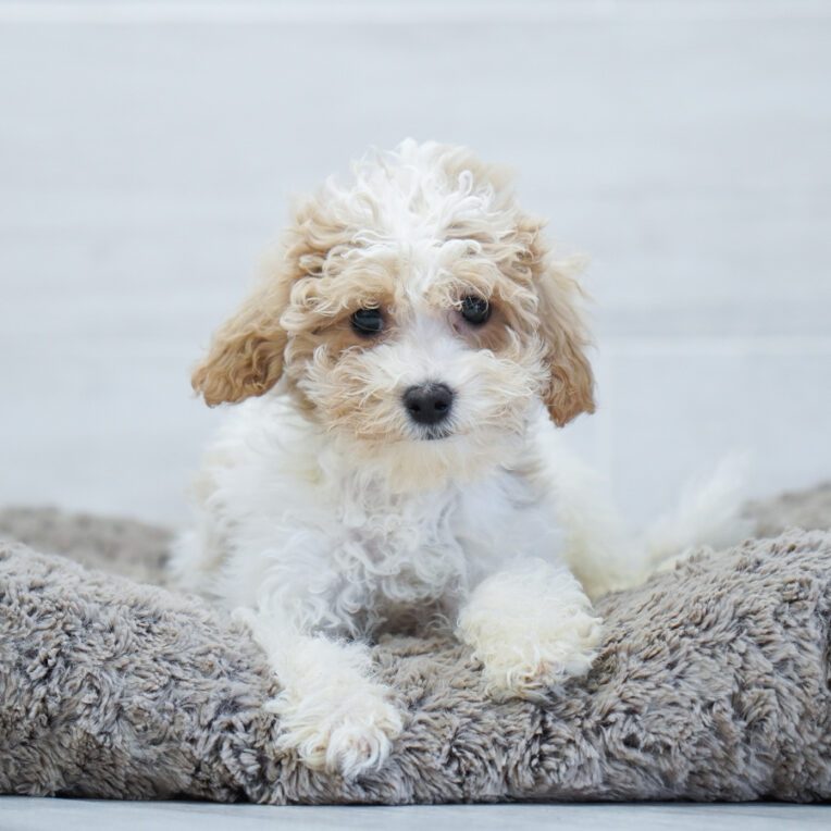 Locket Bichon Poo
