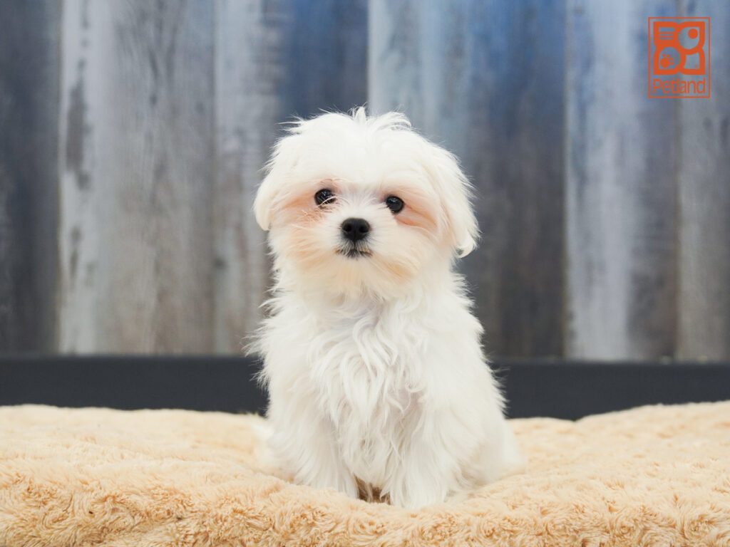 Maltese Image #1