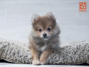 Pomeranian