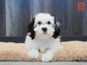 Mulan Bernedoodle Mini