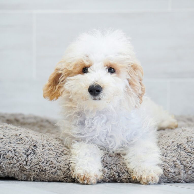 Paint Bichon Poo