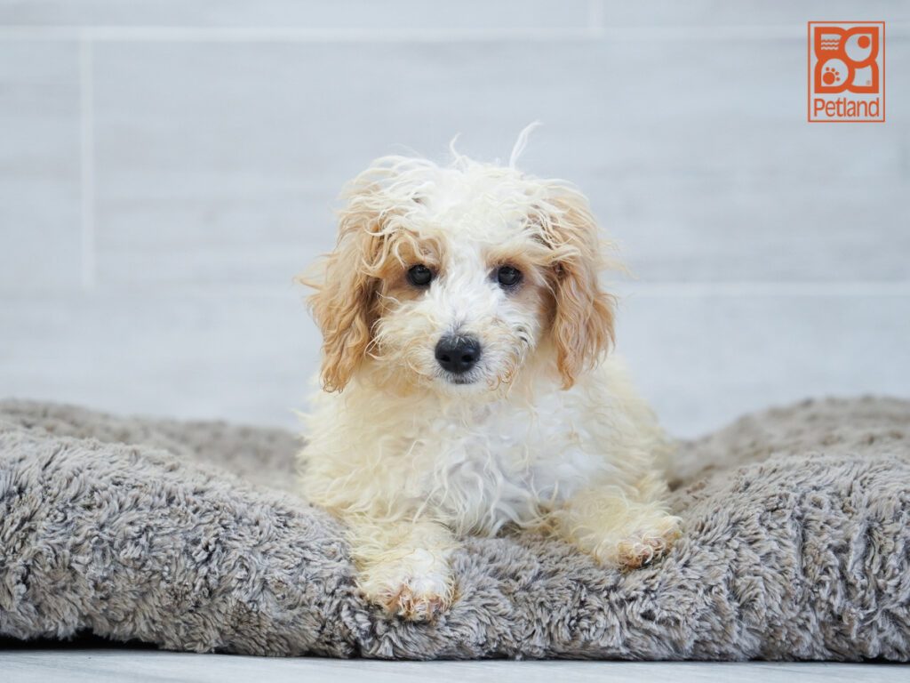 Bichonpoo Image #1