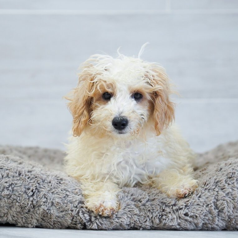 Paint Bichon Poo