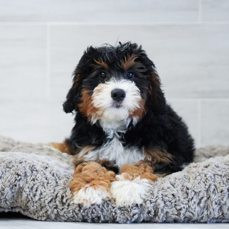 Pat Aussiedoodle