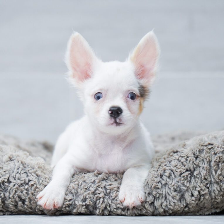 Piglet Chihuahua