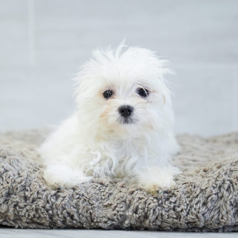 Quasar Maltese