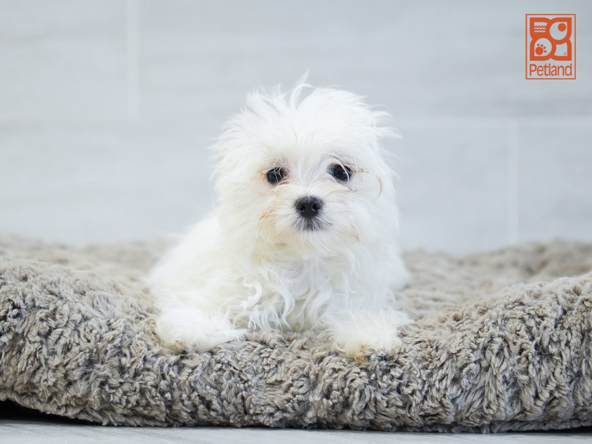 Maltese Image #1