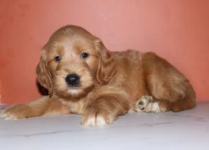 Ledge Goldendoodle
