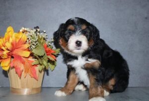 Pat Aussiedoodle