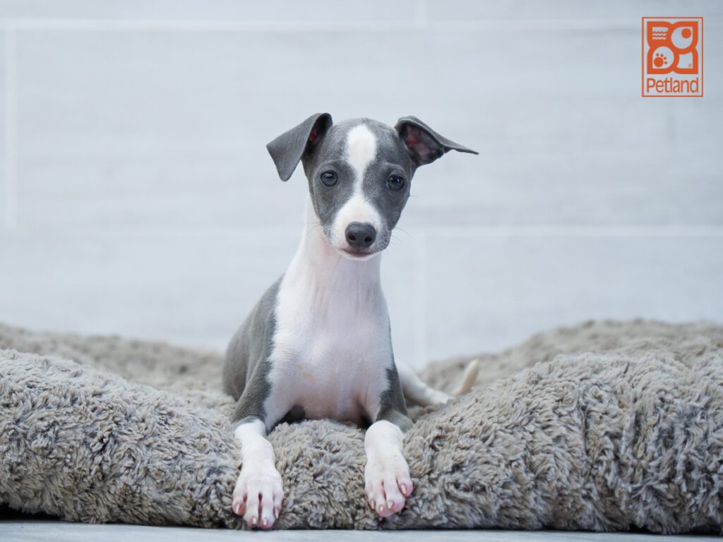 Italian Greyhound Image #1