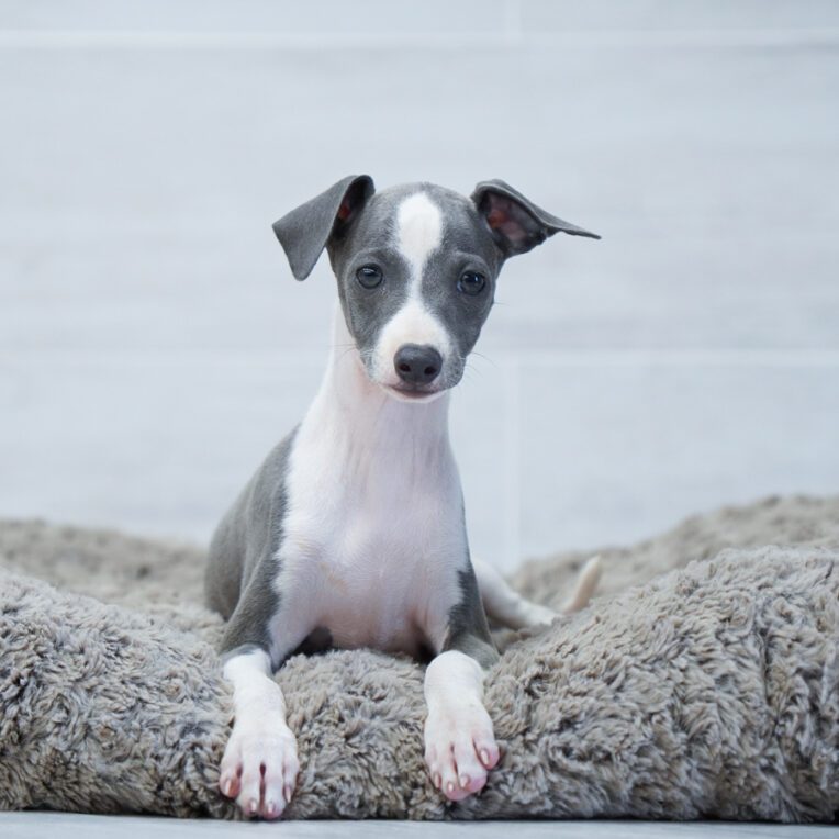 Drift Italian Greyhound