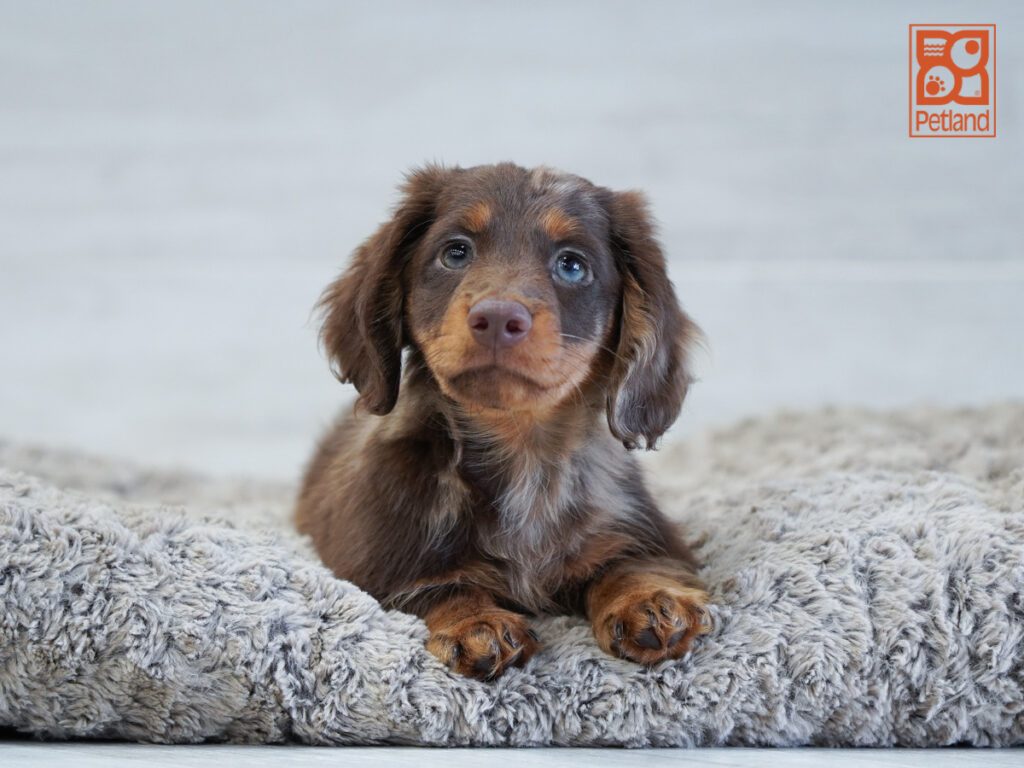 Dachshund Image #1