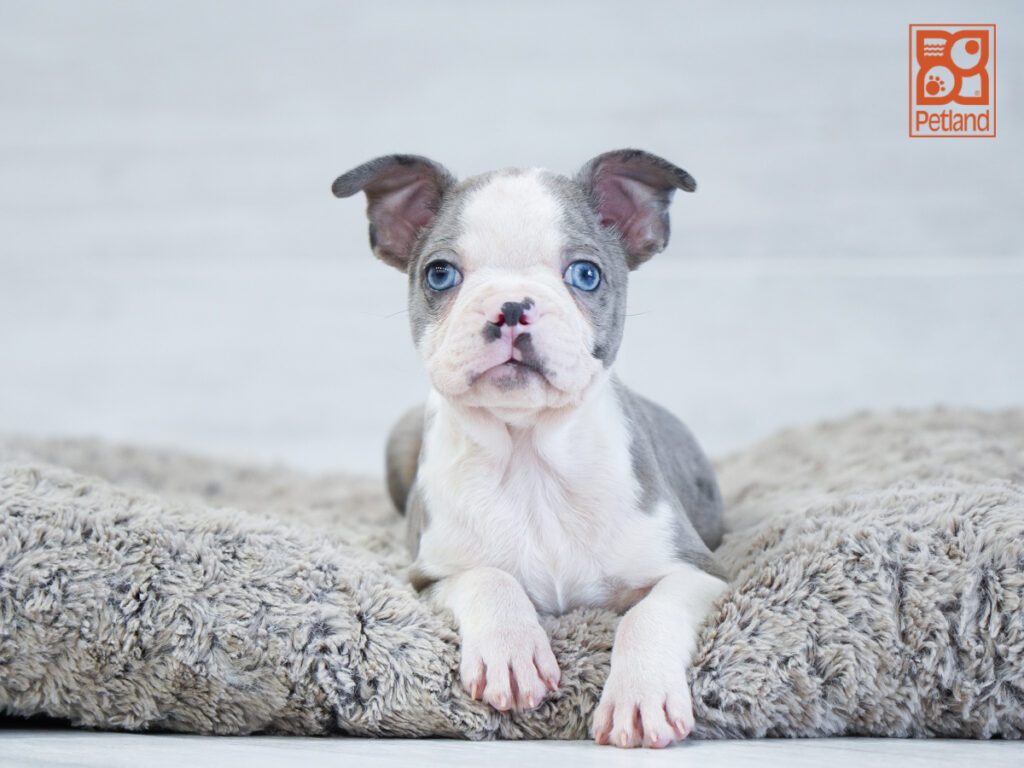 Boston Terrier Image #1