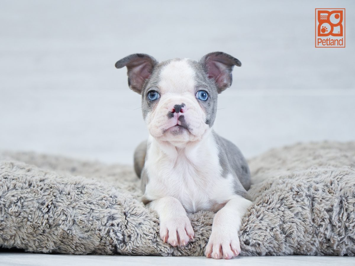 Boston Terrier Image #1