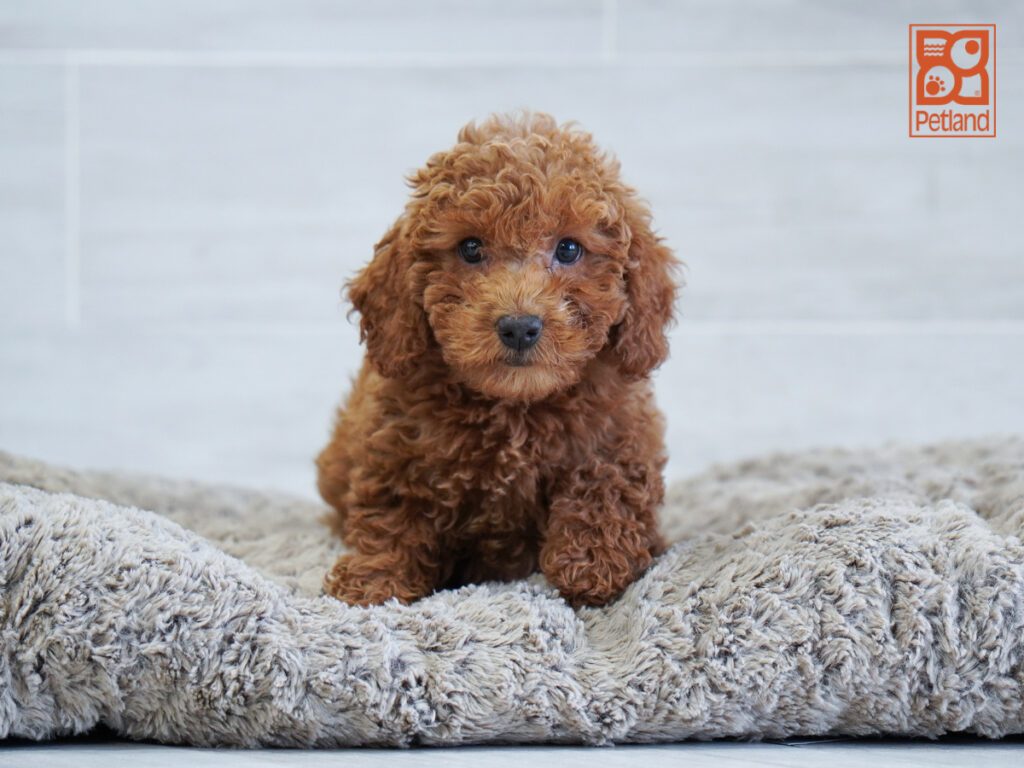 Mini Poodle Image #1