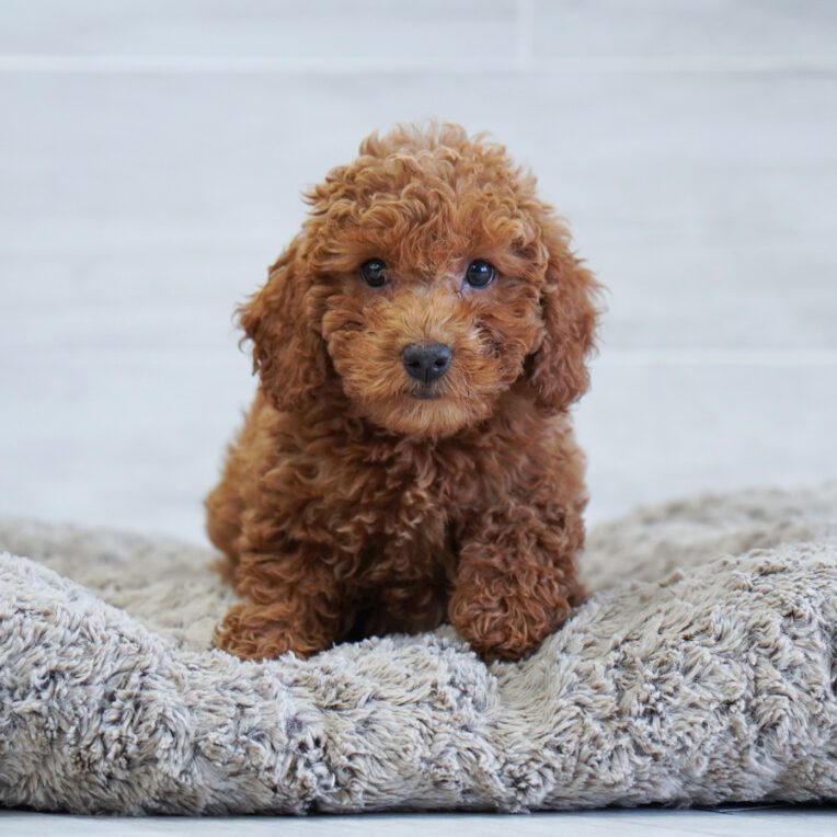 Myst Mini Poodle