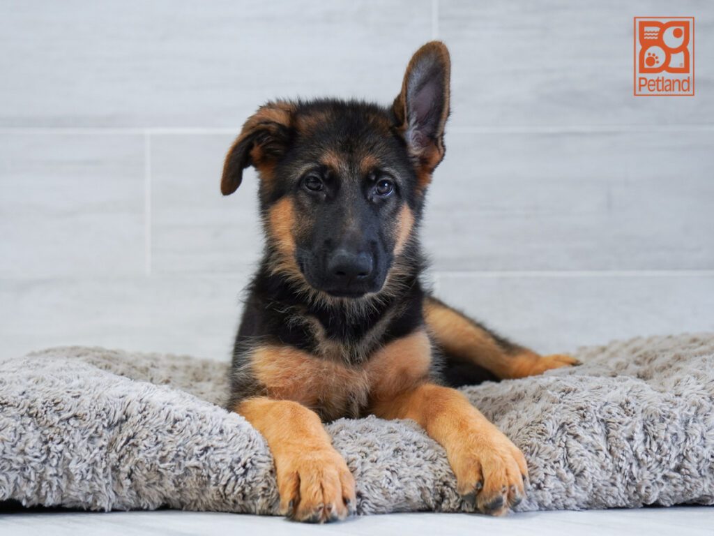 German Shepherd Image #1