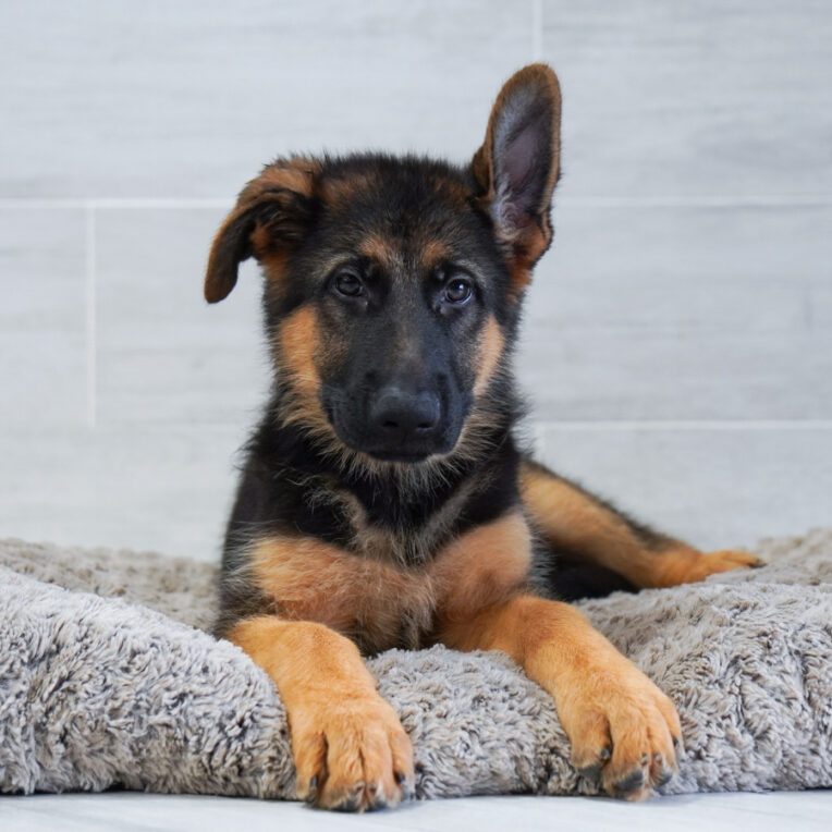 Nickel German Shepherd