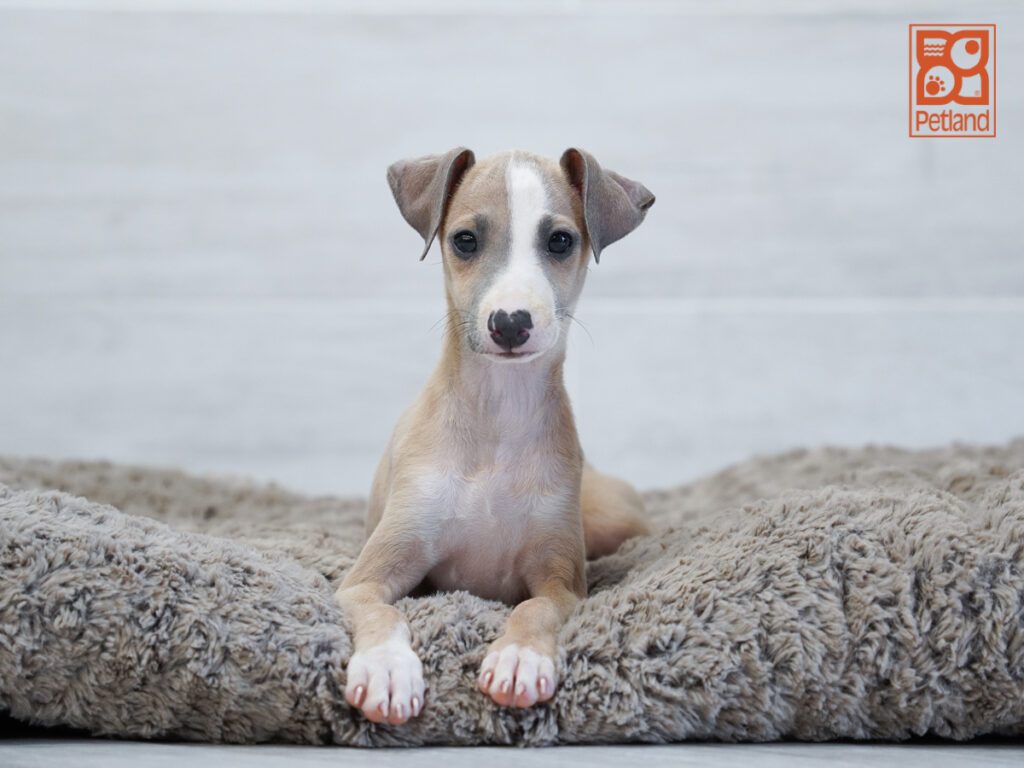 Italian Greyhound Image #1