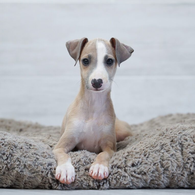 Sky Italian Greyhound